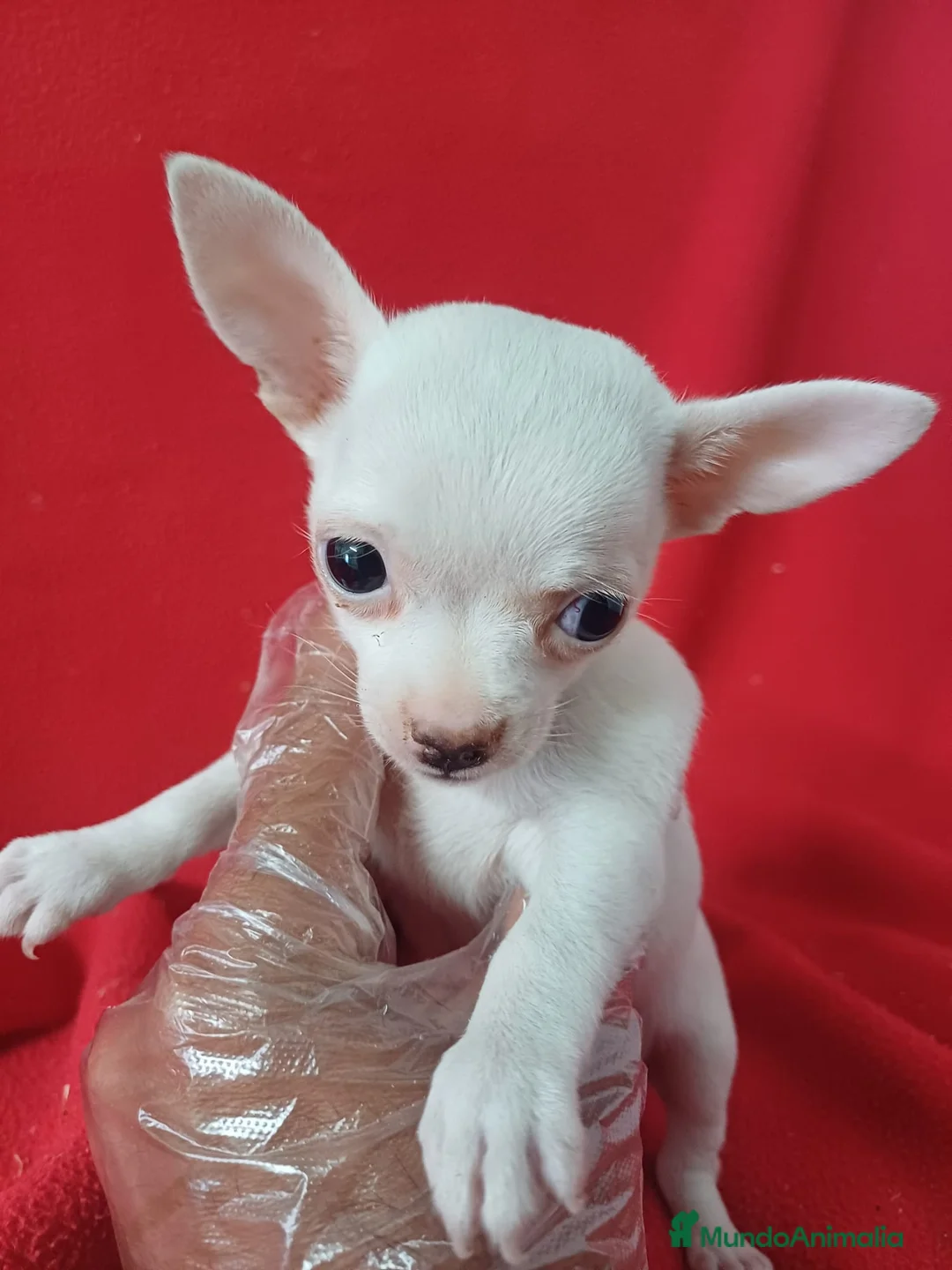 Chihuahua perros en venta: Chihuahua Mini  - Anuncio 1