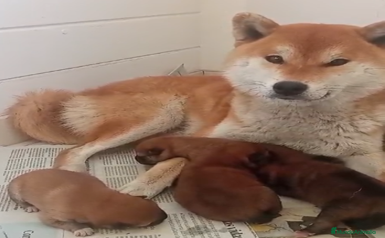 Shiba Inu perros - Anuncio 8