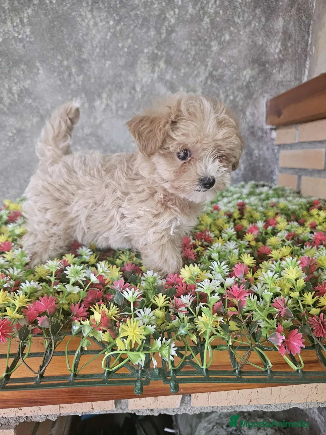Maltipoo perros en venta: MALTIPOO 50%KOREANA 50%%CHINA  - Anuncio 1