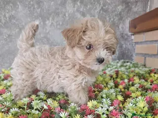 Maltipoo perros MALTIPOO 50%KOREANA 50%%CHINA - Anuncio 1