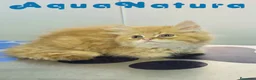 Persa gatos en venta: Persa Chinchilla Macho 6791 AQUANATURA - Anuncio 7