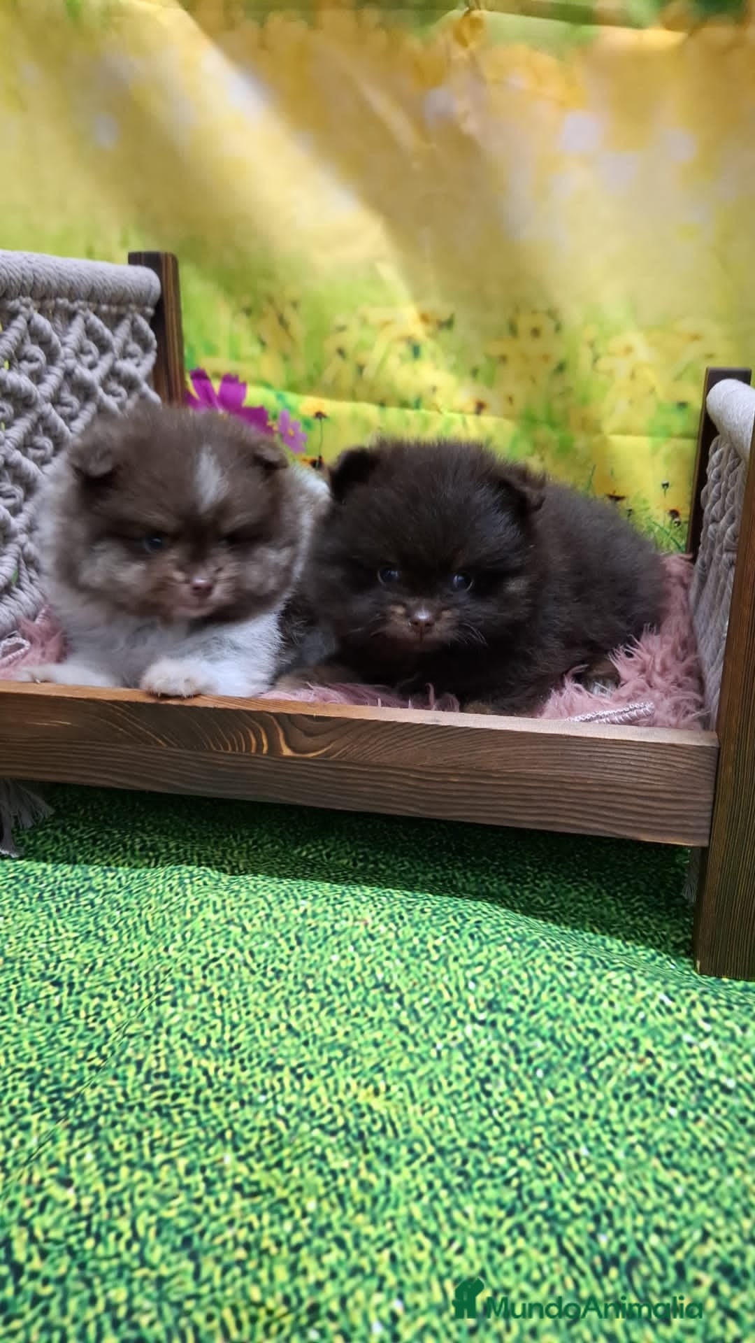 Pomerania perros en venta: Pomerania chocolate macho  - Anuncio 8