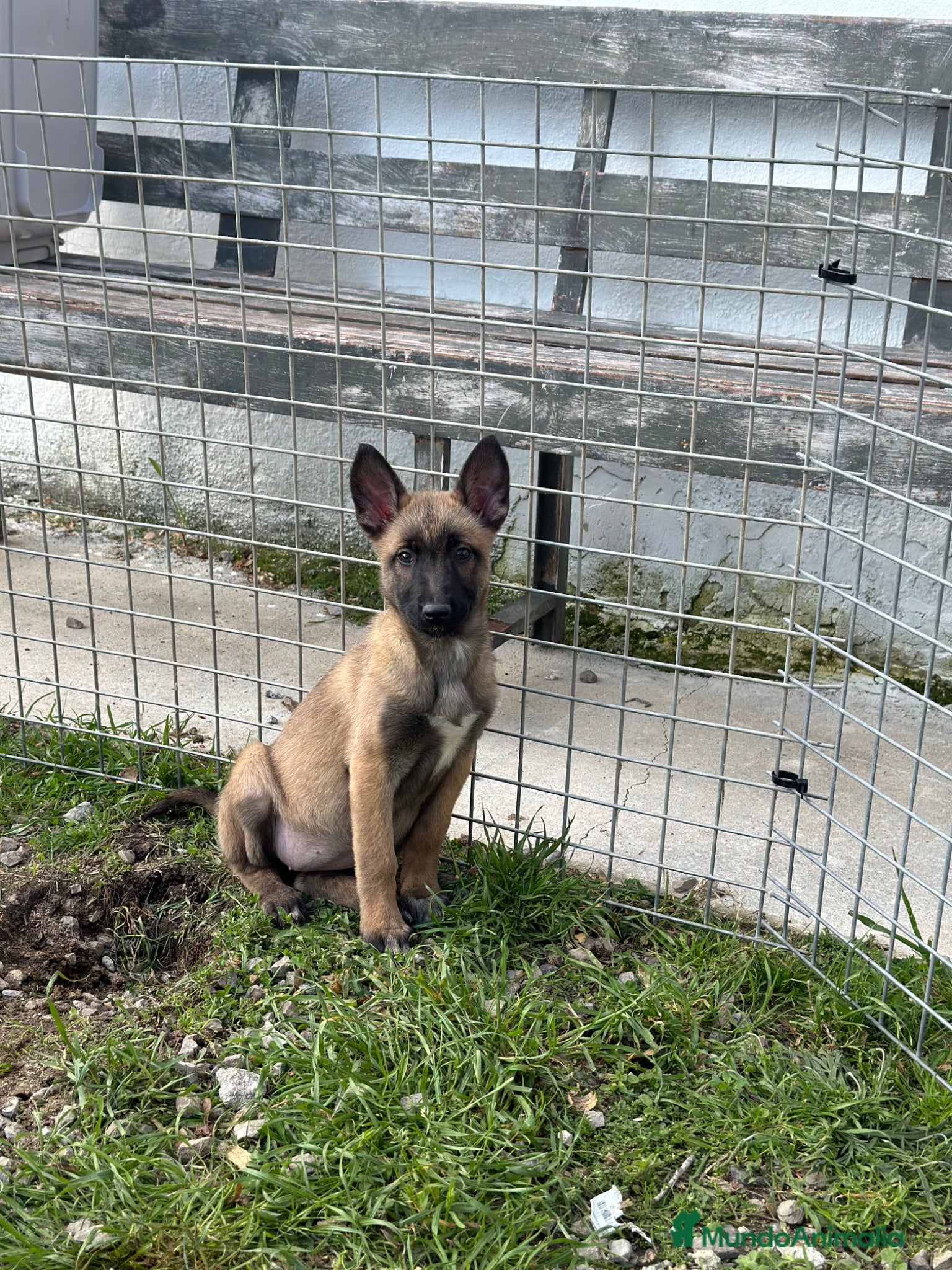 Pastor Belga Malinois perros Pastor belga malinois - Anuncio 1