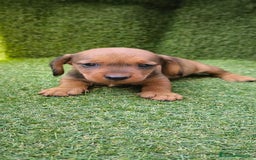 Teckel Miniatura perros en venta: camada teckel mini  - Imagen 5