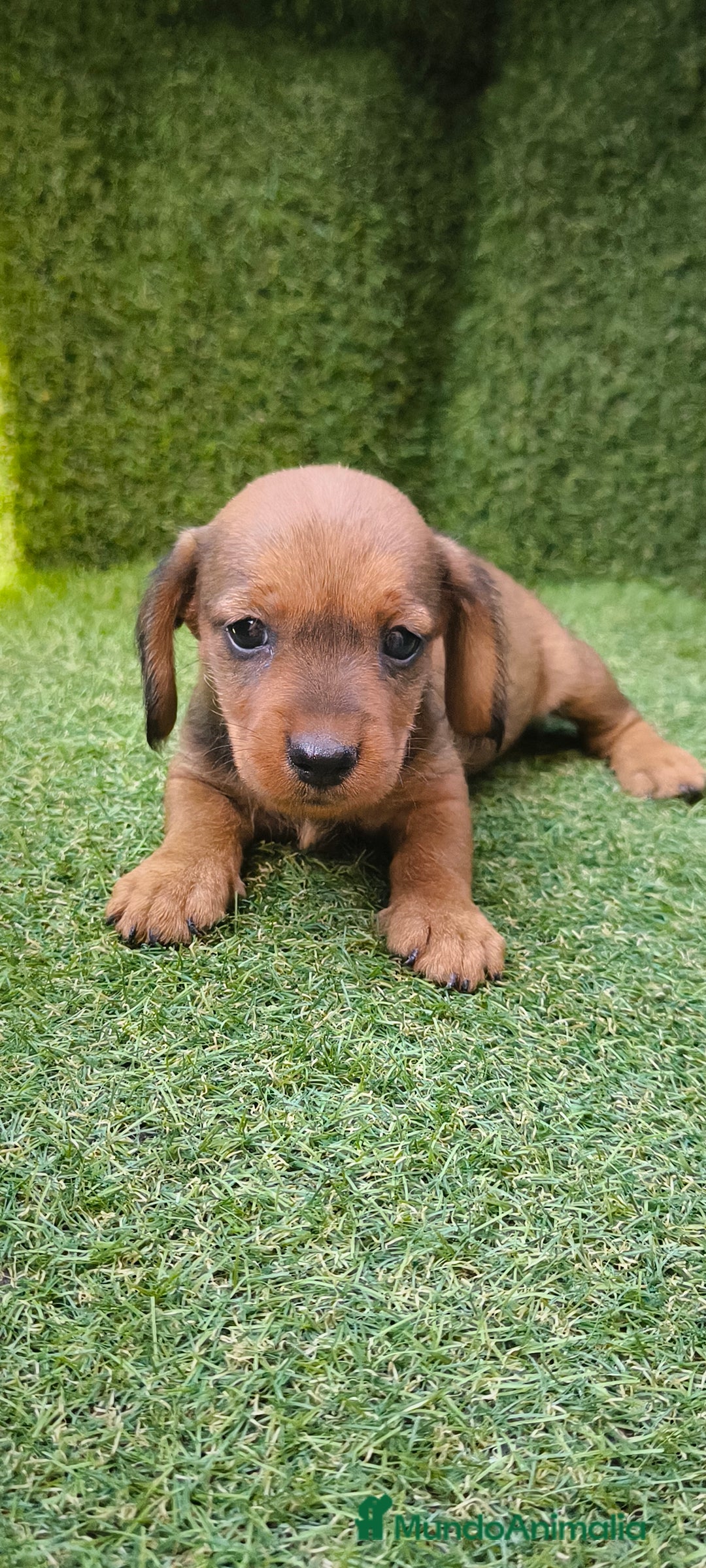 Teckel Miniatura perros en venta: camada teckel mini  - Imagen 5