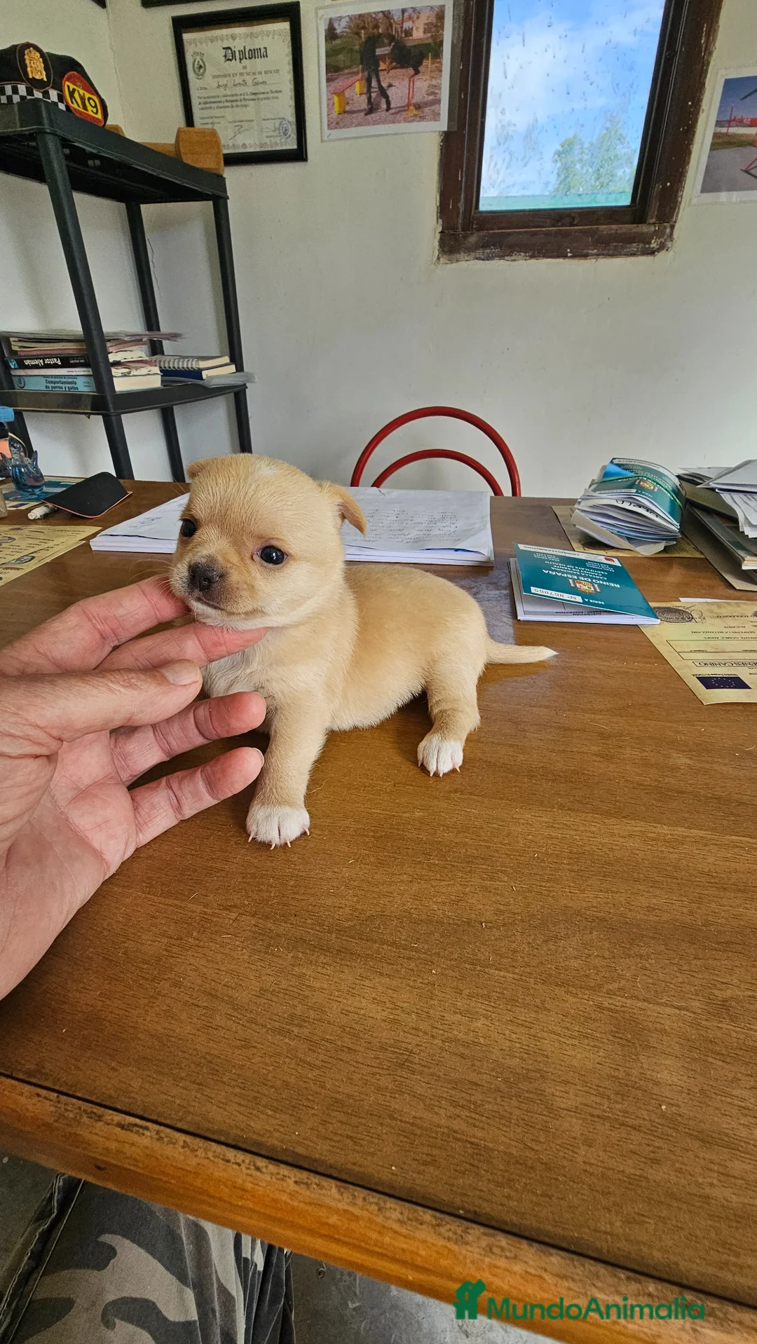 Chihuahua perros en venta: Espectacular hembra de Chihuahua  - Anuncio 2