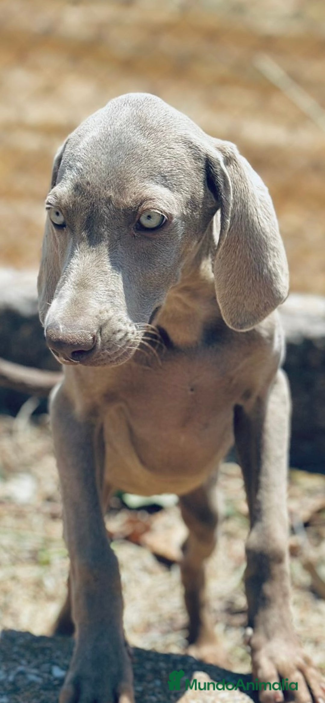 Weimaraner perros en venta: Braco  de weimar hembra  - Imagen 1