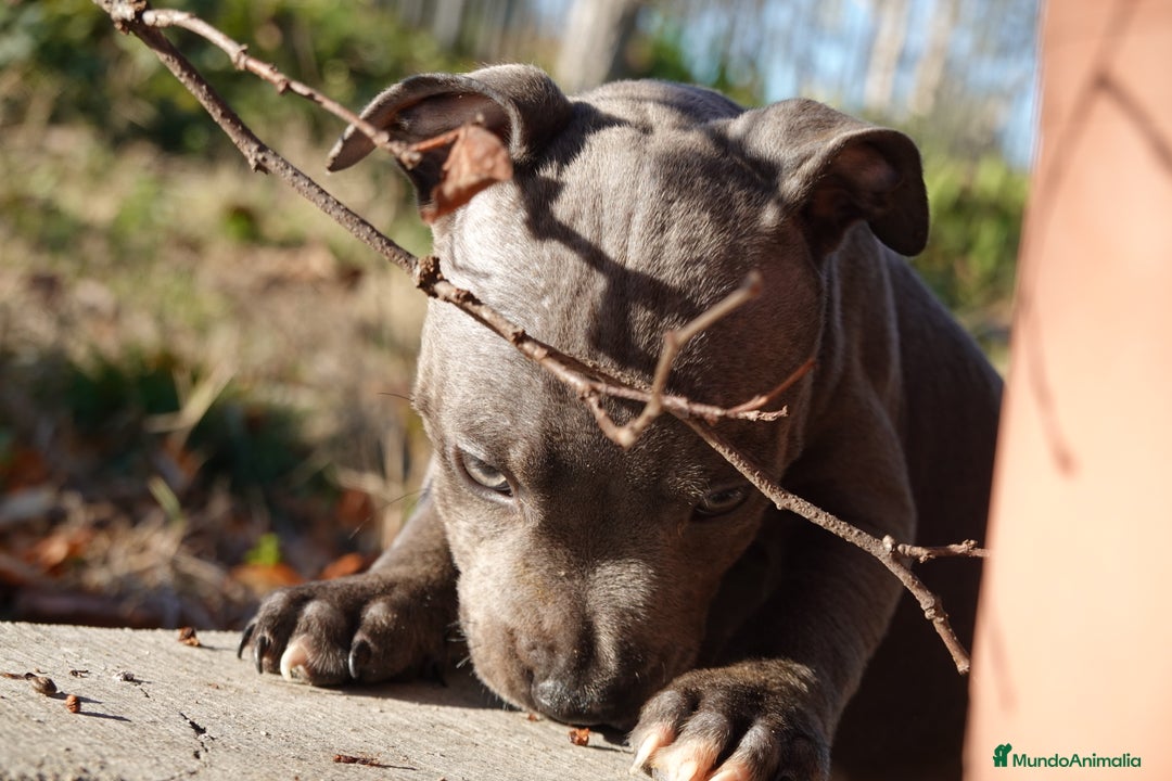 Staffordshire Bull Terrier perros en venta: Staffordshire Bull Terrier - Anuncio 5