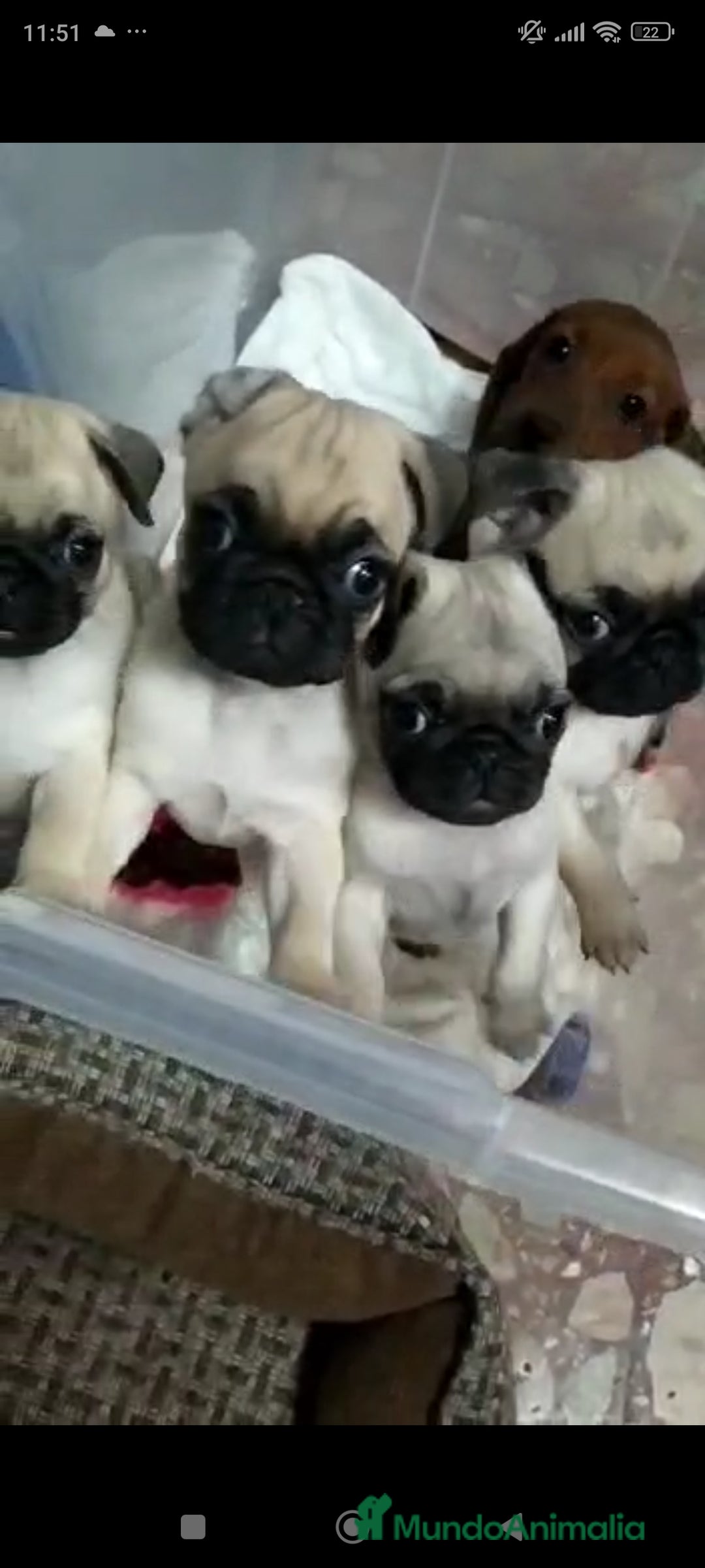 Carlino - Pug perros en venta: Carlino - Anuncio 4