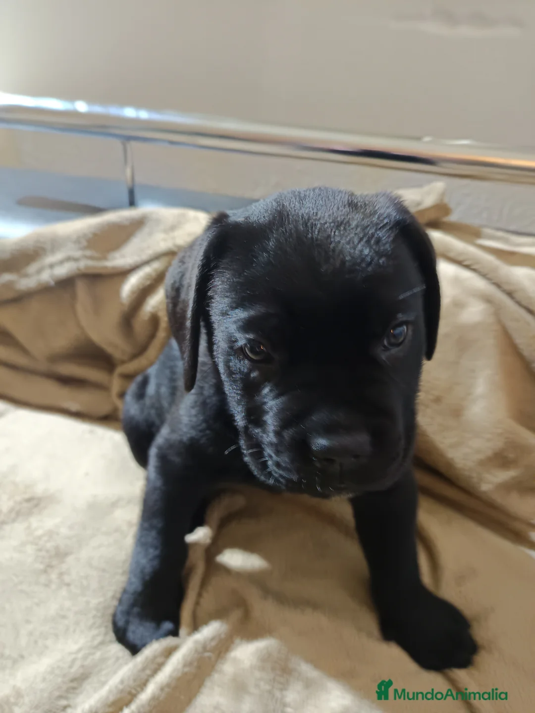 Imagen de galería {{count}}