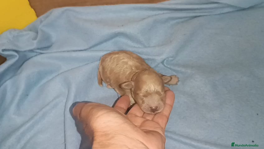 Caniche Toy perros CAMICHE TOY MACHITO  - Anuncio 6