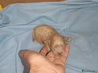 Caniche Toy perros CAMICHE TOY MACHITO - Anuncio 6