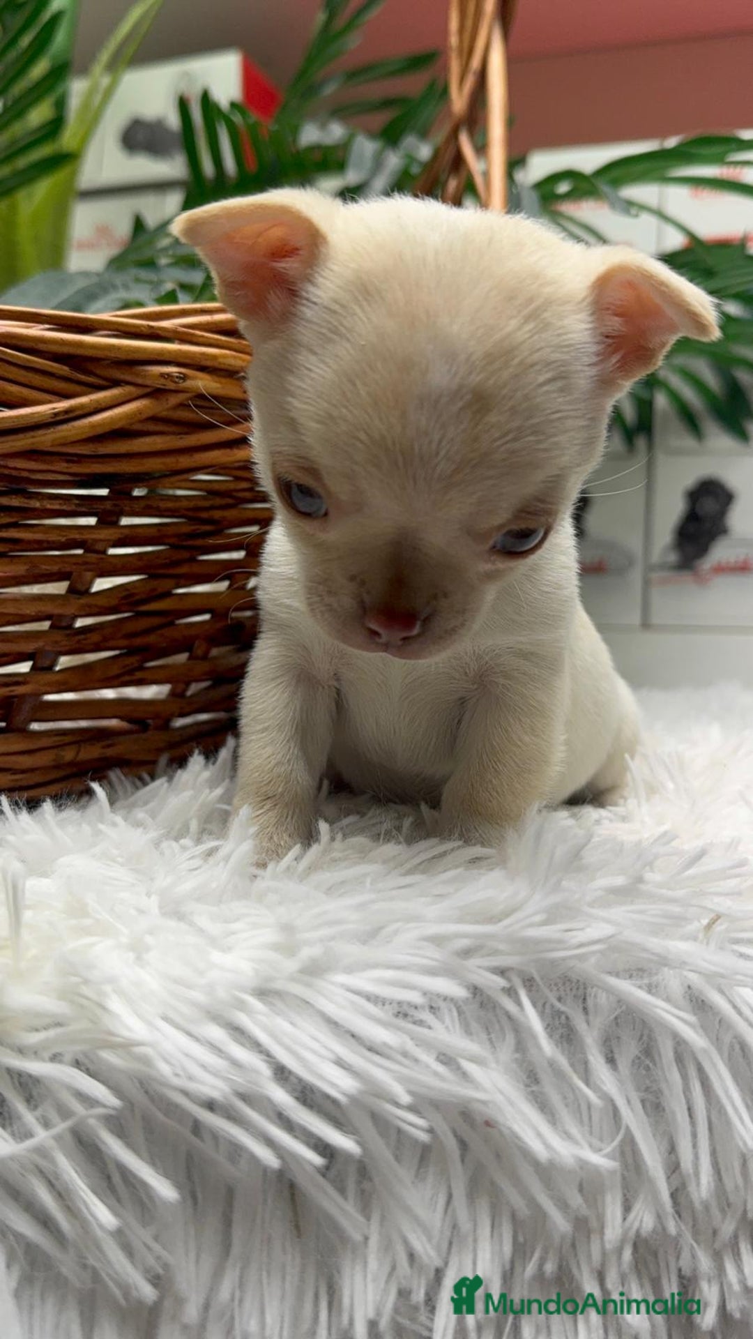 Chihuahua perros en venta: CHIHUAHUA HEMBRA - Anuncio 12