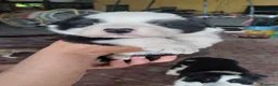 Border Collie perros en venta: Border Collie exclusivos - Anuncio 1