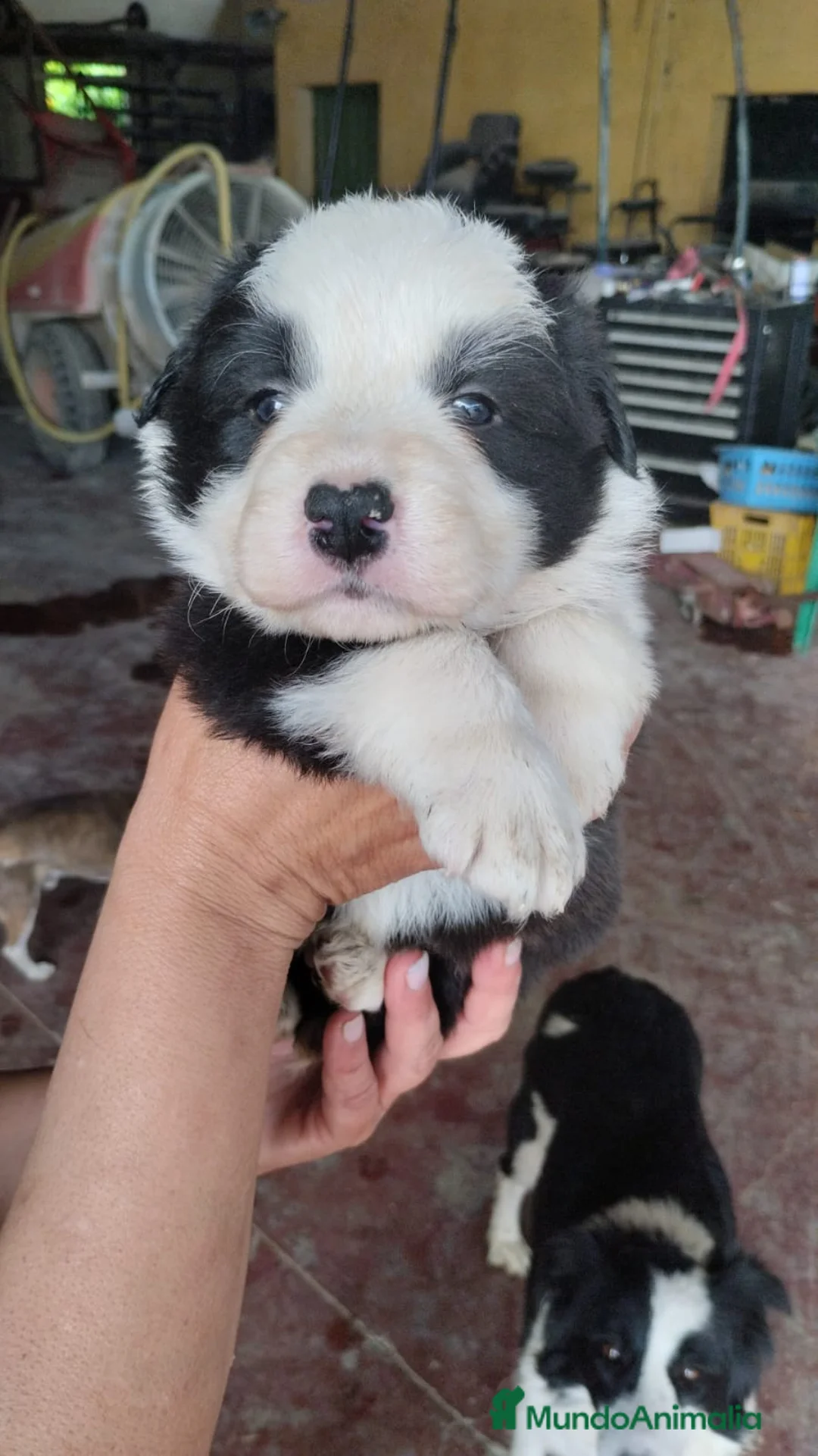 Border Collie perros en venta: Border Collie exclusivos - Anuncio 1