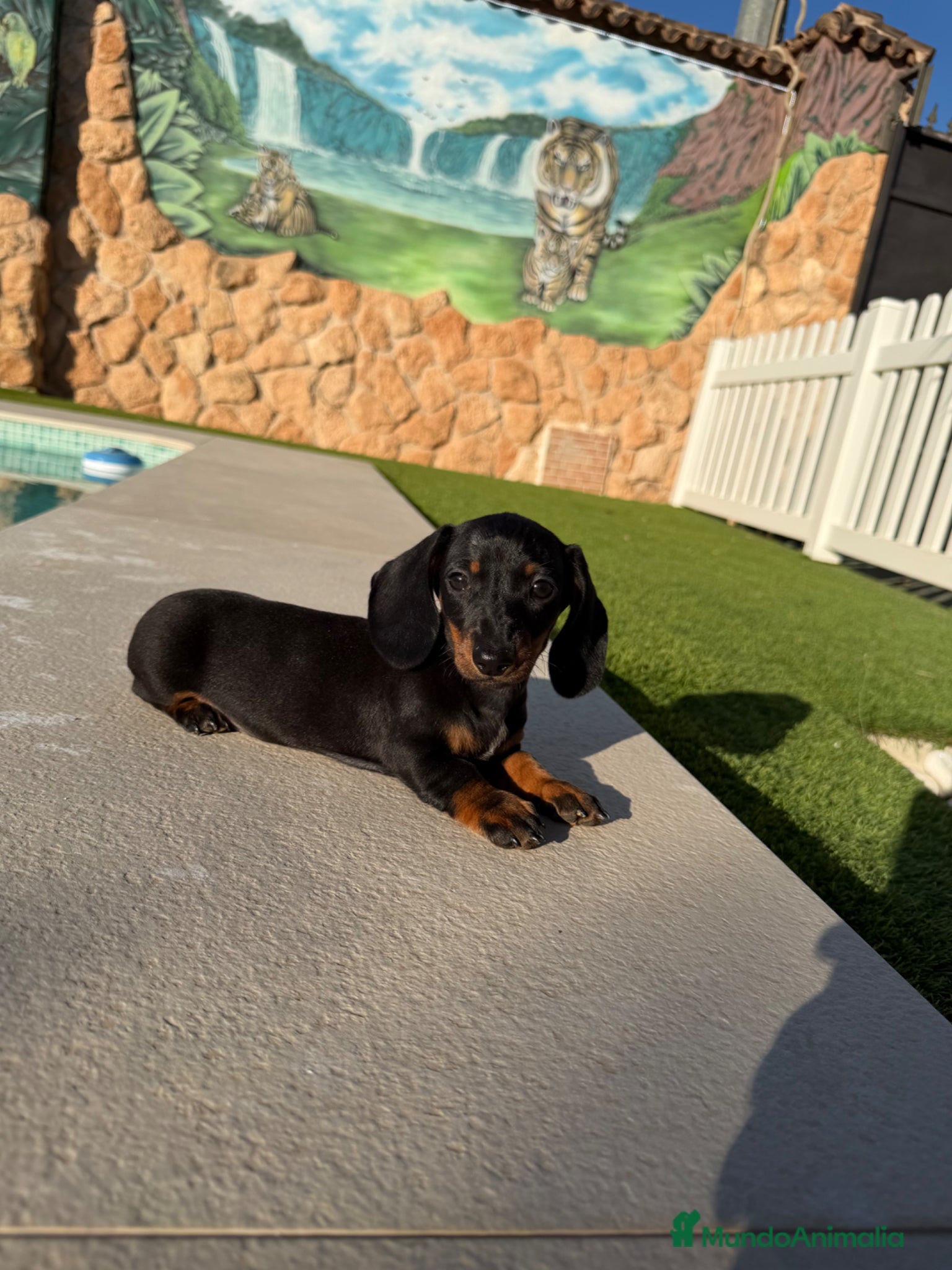 Teckel perros Teckel kaninchen - Anuncio 2