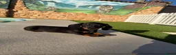 Teckel perros en venta: Teckel kaninchen - Anuncio 2