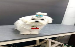 Bichón Maltés perros en venta: Bichón toy - Imagen 4