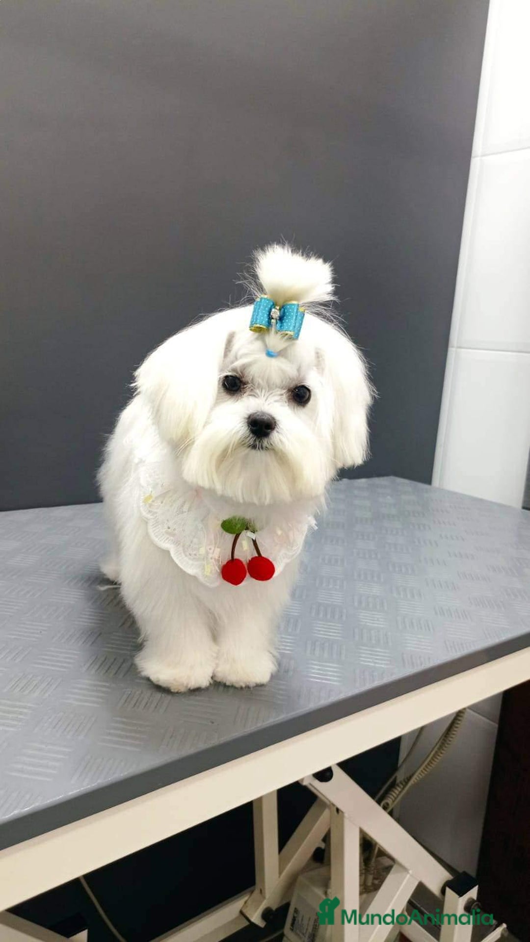Bichón Maltés perros en venta: Bichón toy - Imagen 4