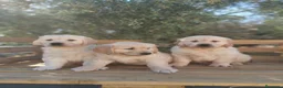 Golden Retriever perros en venta: ULTIMOS GOLDEN RETRIEVER, SUPER OFERTA. - Anuncio 12