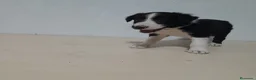 Border Collie perros en venta: BORDE COLLIE - Anuncio 23