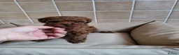 Raza Mixta perros en venta: Caniche toy y enano - Anuncio 7