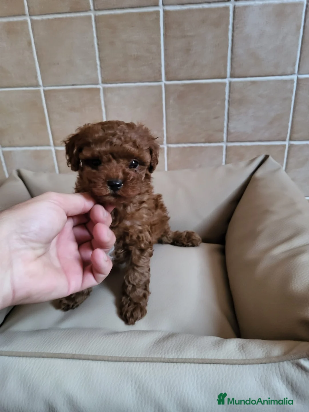 Raza Mixta perros en venta: Caniche toy y enano - Anuncio 7