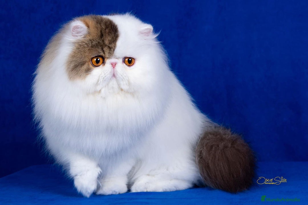 Exótico de Pelo Corto gatos en venta: 🐯 EXOTIC SHORTHAIR RED TABBY & WHITE - Imagen 20