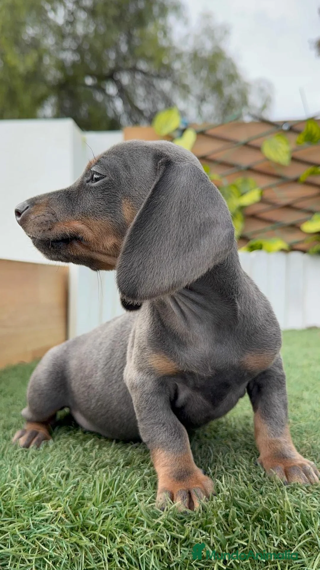 Teckel Miniatura perros en venta: TECKEL MINIATURA BLUE - Anuncio 6