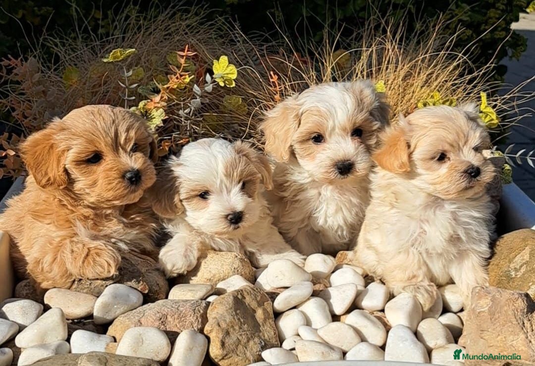 Maltipoo perros Maltipoos en Zaragoza  - Anuncio 1