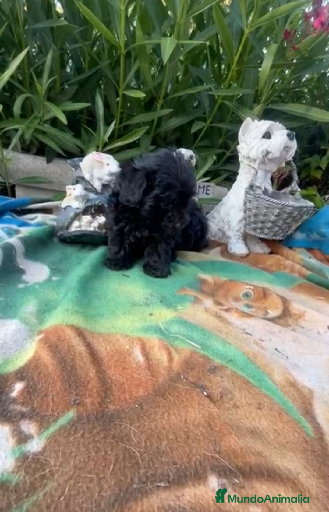Maltipoo perros en venta: Maltipo calidad y selección  - Imagen 4