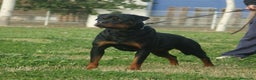 Rottweiler perros en venta: venta de cachorros en Barcelona - Anuncio 1