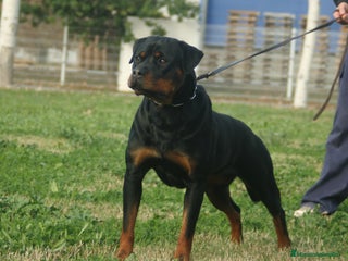 Rottweiler perros en Barcelona - Anuncio 2