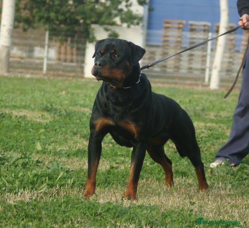 Rottweiler perros en Barcelona - Anuncio 2