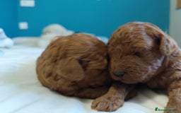 Caniche Toy perros en venta: Caniche rojo  - Imagen 1