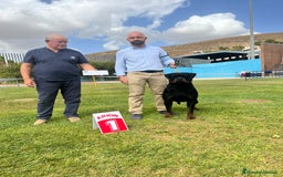 Rottweiler perros en venta: CACHORROS DE ROTTWEILER - Imagen 6