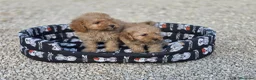 Caniche Toy perros en venta: Caniches toy apricot - Anuncio 2