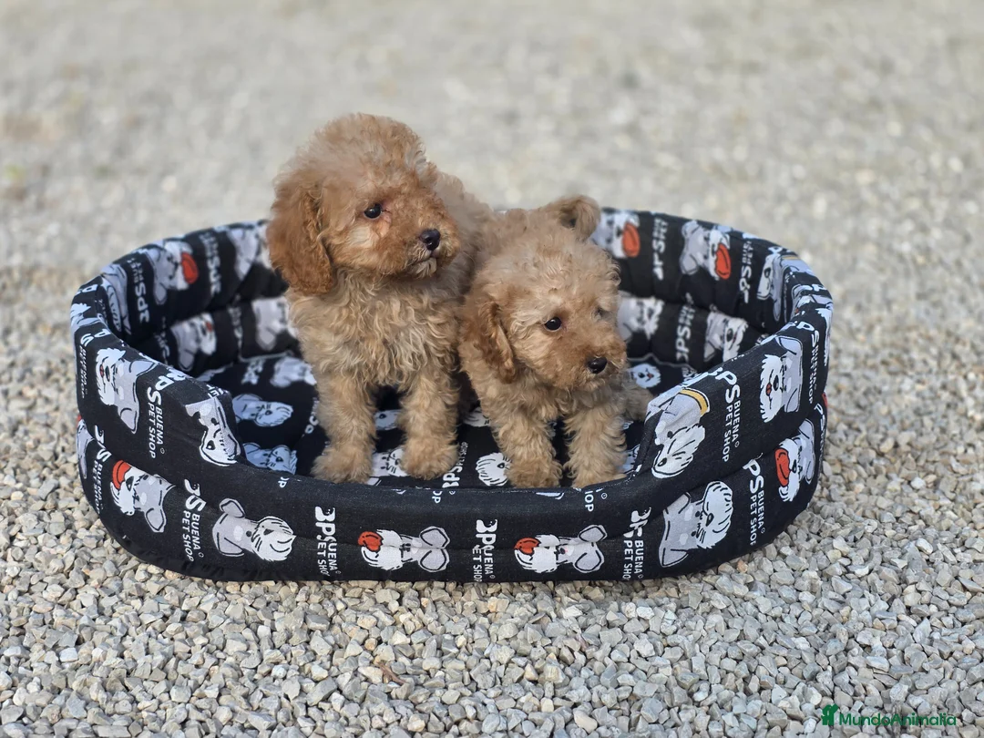 Caniche Toy perros en venta: Caniches toy apricot - Anuncio 2