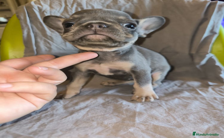 Bulldog Francés perros - Anuncio 6