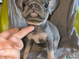 Bulldog Francés perros - Anuncio 3