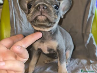 Bulldog Francés perros Bulldog Francés Blue - Anuncio 9