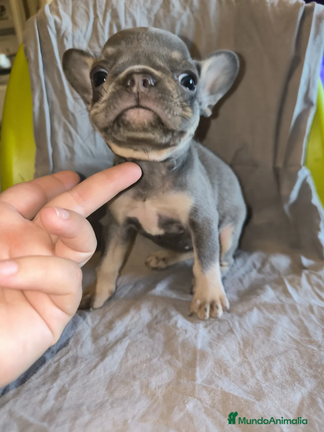 Bulldog Francés perros en venta: Bulldog Francés Blue - Anuncio 1