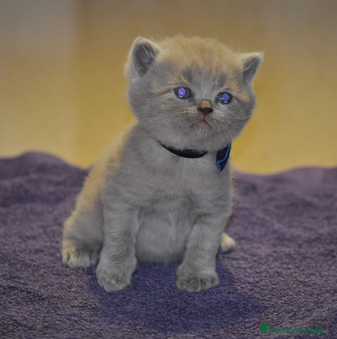 Británico de Pelo Corto Azul gatos en venta: Cachorros british shorthair lilac y blue en Valencia - Anuncio 2