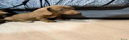 Teckel Miniatura perros en venta: Disponible Teckels miniatura de excelente calidad  - Anuncio 5