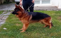 Pastor Alemán perros en venta: Pastores alemanes de CARMARGUT - Imagen 10