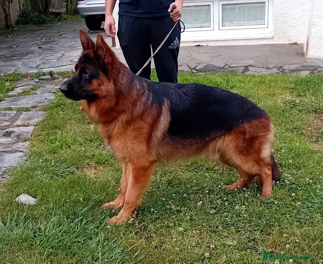 Pastor Alemán perros en venta: Pastores alemanes de CARMARGUT - Imagen 10
