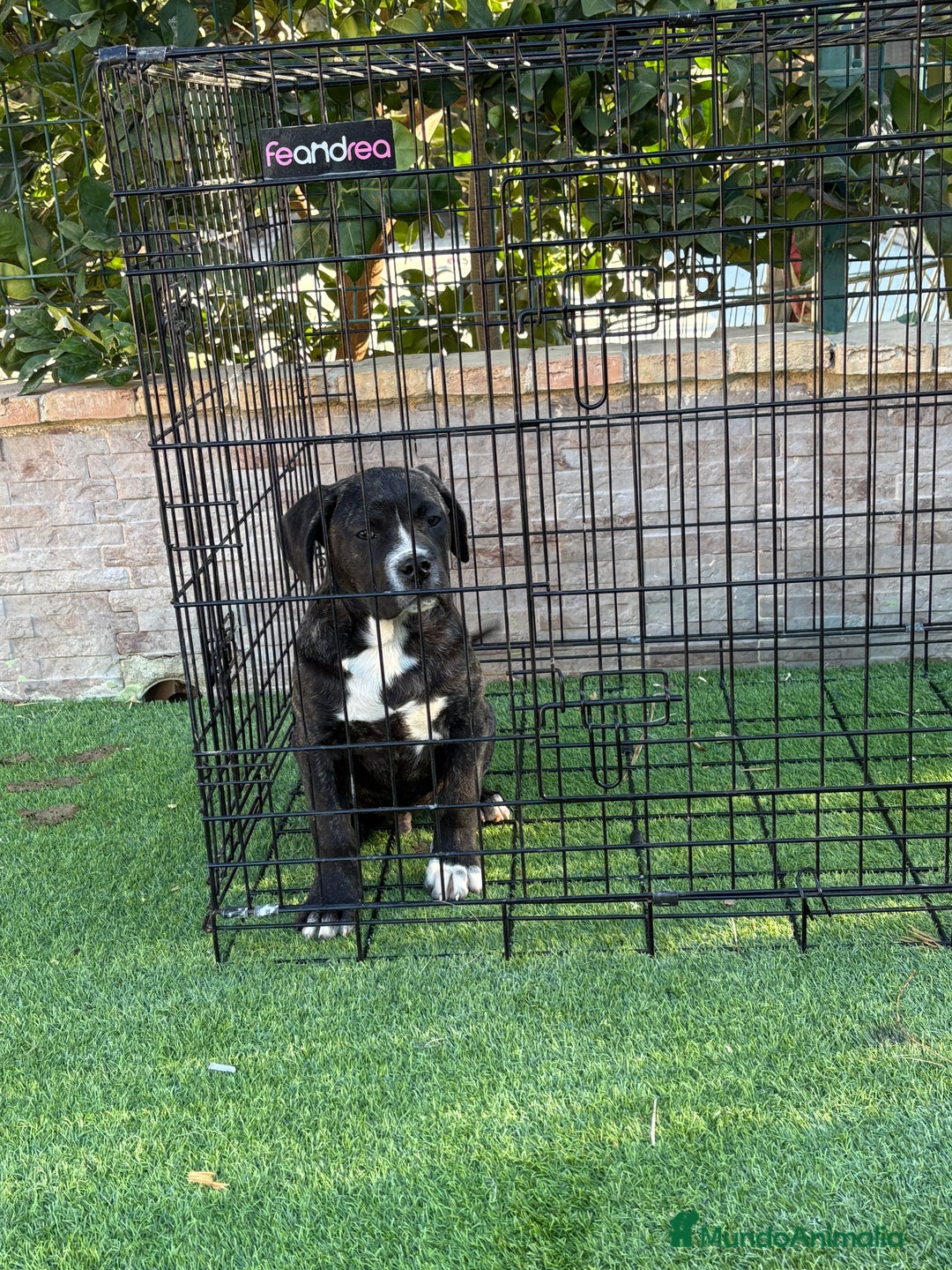 Presa Canario perros en venta: Macho presa canario - Anuncio 2