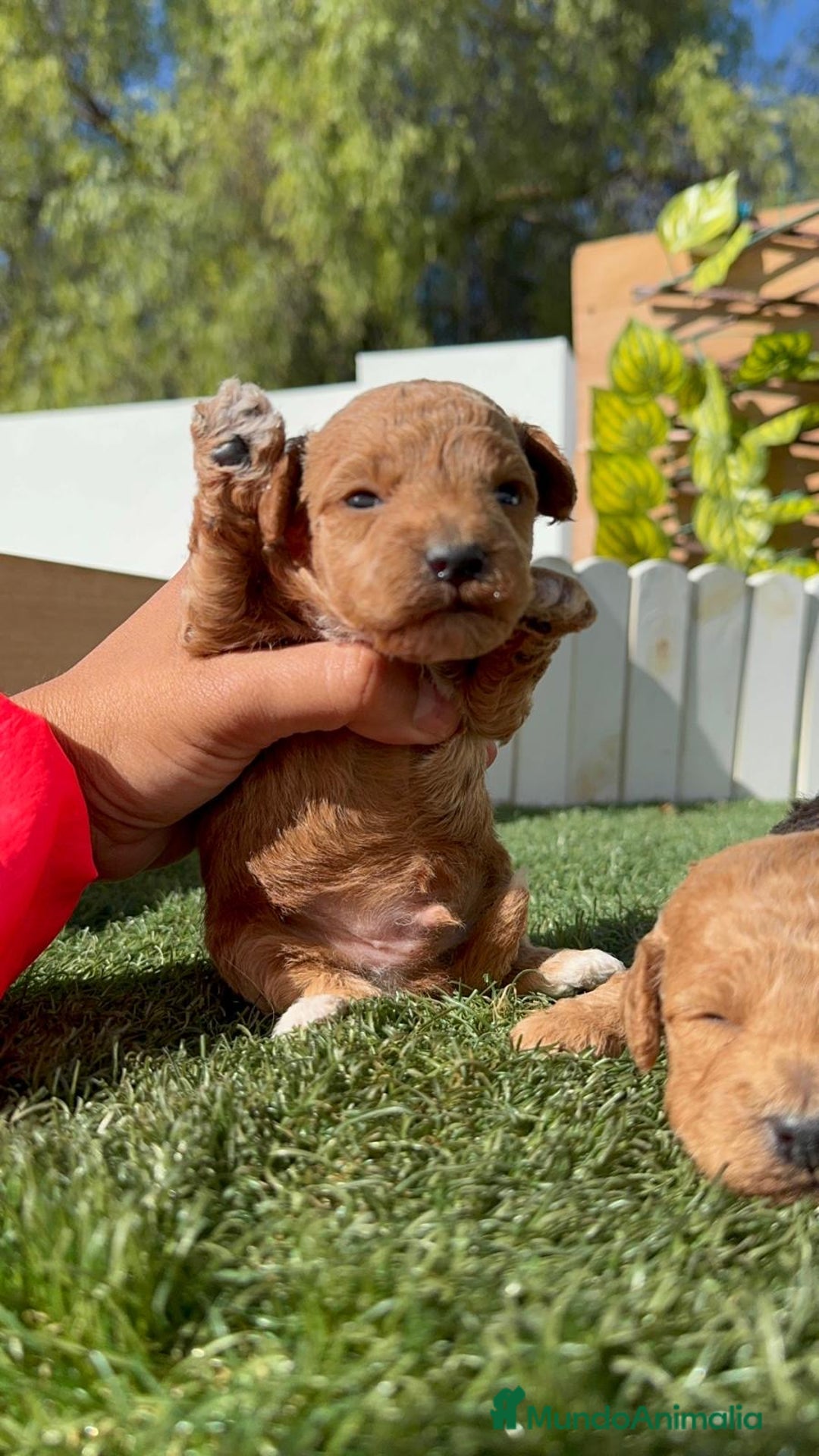 Caniche Toy perros en venta: CANICHE TOY - Imagen 11