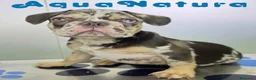 Bulldog Francés perros en venta: Bulldog Frances Macho (ref 9811) - Anuncio 8
