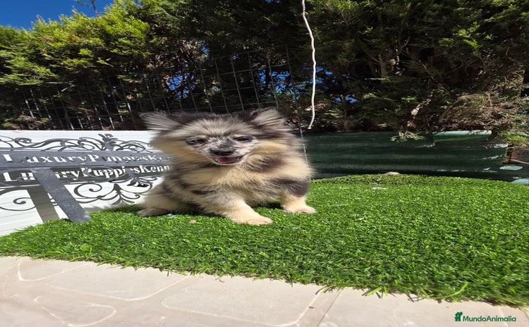 Pomsky perros - Anuncio 2
